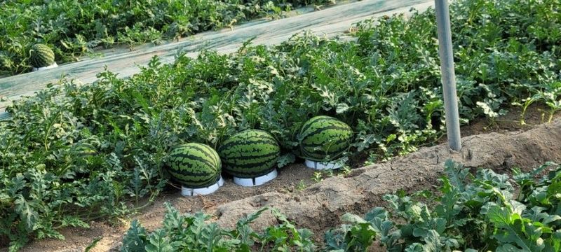 사랑꽃농장님의 장터 판매 상품 [고창 씨없는 수박8kg급] 첨부 사진