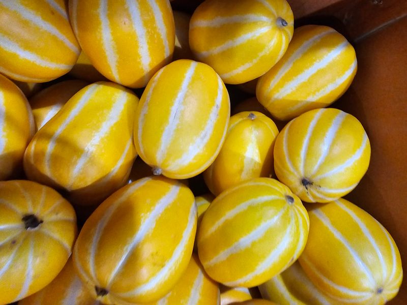 써니네님의 장터 판매 상품 [더특가 성주참외 1키로 8900원] 첨부 사진