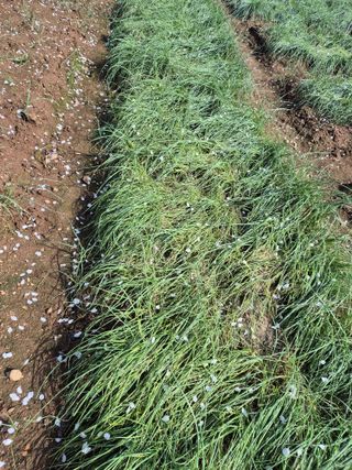 병풍취산채농원님의 자유주제 · 자유게시판 작성글 사진