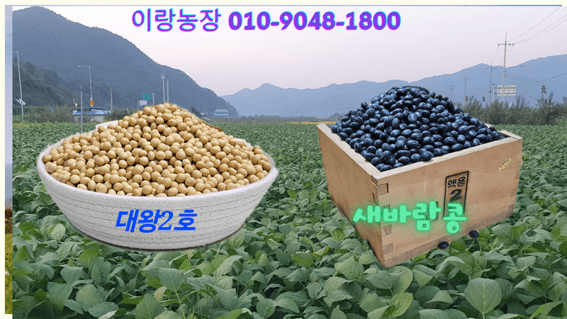 장터 상품 [서리태속청 새바람콩 5kg] 썸네일