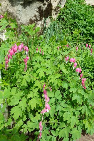 인생은 소풍처럼님의 자유주제 · 자유게시판 작성글 사진