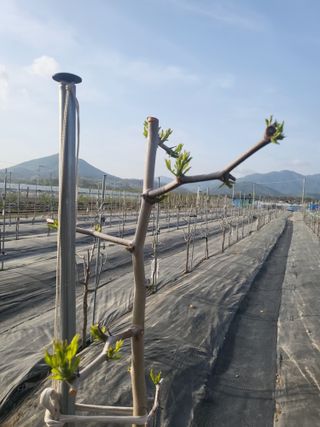 이동엽(양지팜)님의 자유주제 · 자유게시판 작성글 사진