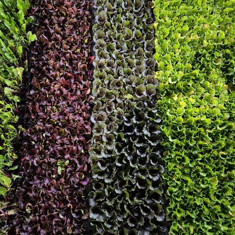 돼지파쪽파님의 장터 판매 상품 [상추모종 판매 70개] 첨부 사진