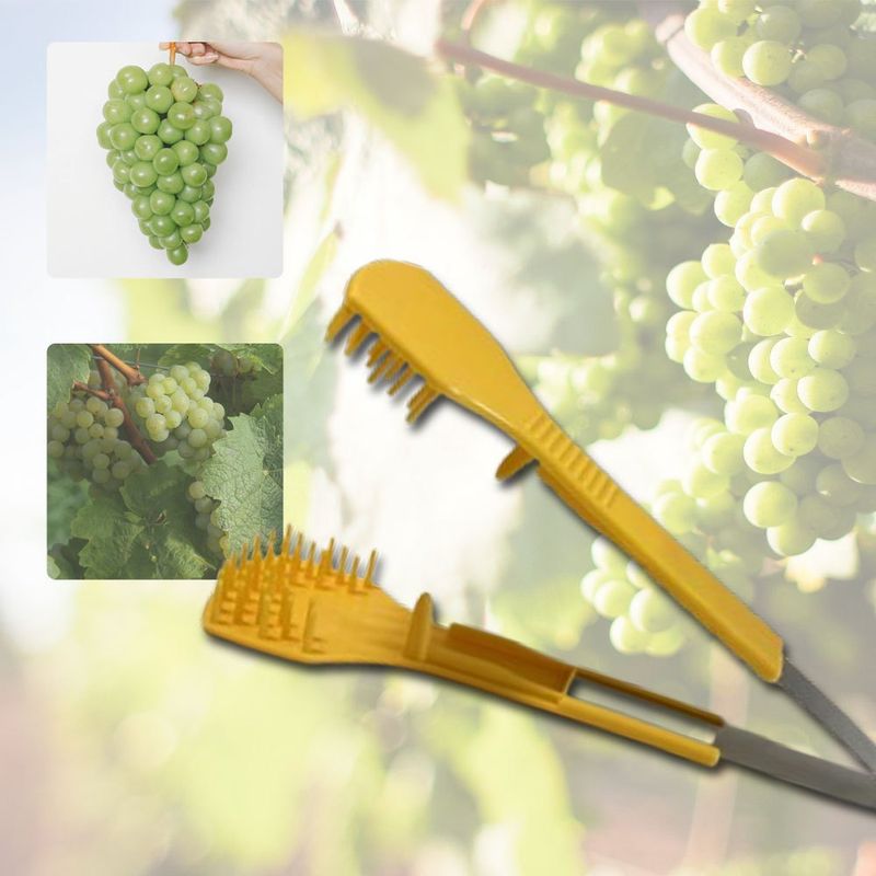 장터 상품 [포도 송이 알솎기 포도손 꽃 화수정리 화수정형 알속기] 썸네일