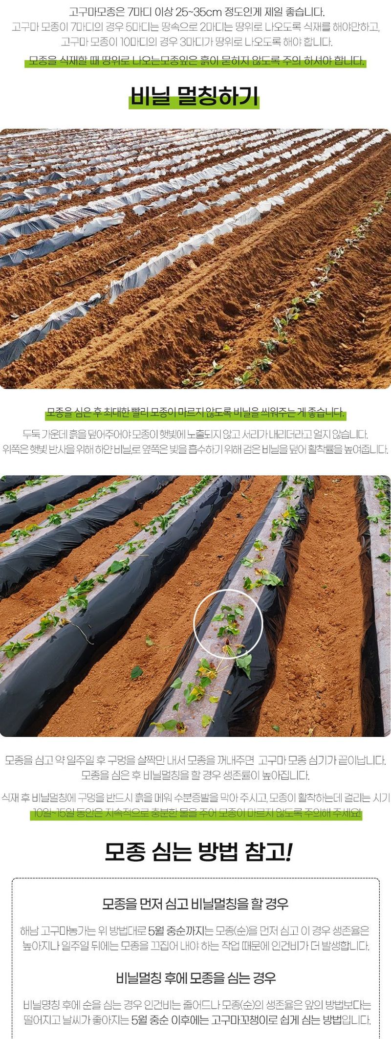 초록미소 금호농장님의 장터 판매 상품 [[품절] 해남 무병묘 황토 고구마모종 종순 3kg 5kg 10kg 20kg 판매합니다.] 첨부 사진