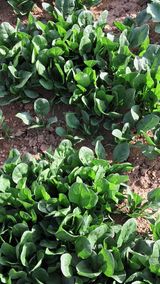 팜모닝 자유주제·자유게시판 게시글 이미지