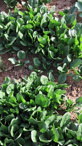 진요복님의 자유주제 · 자유게시판 작성글 사진