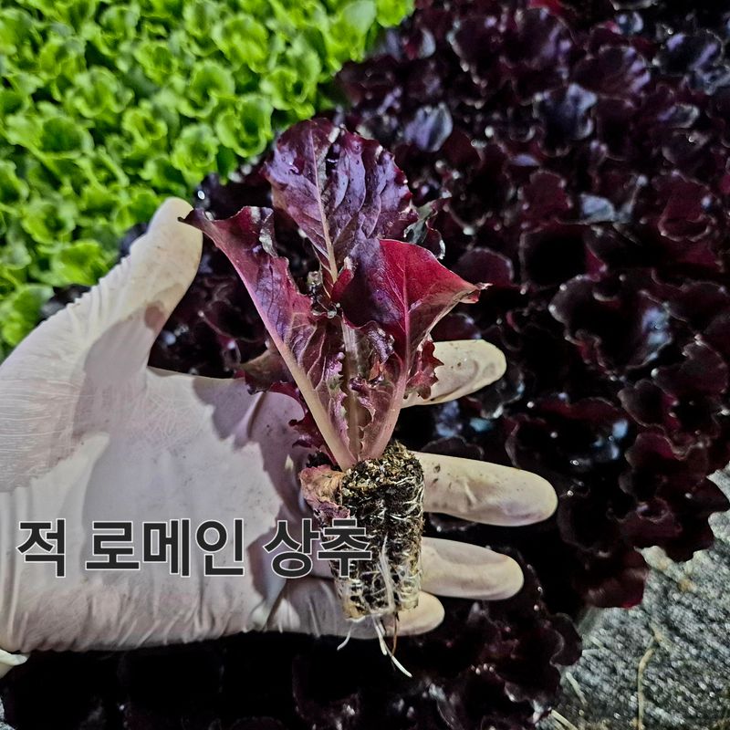 돼지파쪽파님의 장터 판매 상품 [상추모종 판매 70개] 첨부 사진