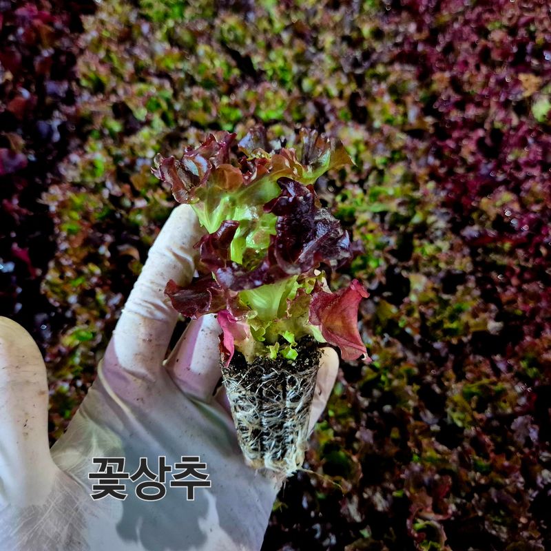 돼지파쪽파님의 장터 판매 상품 [상추모종 판매 70개] 첨부 사진