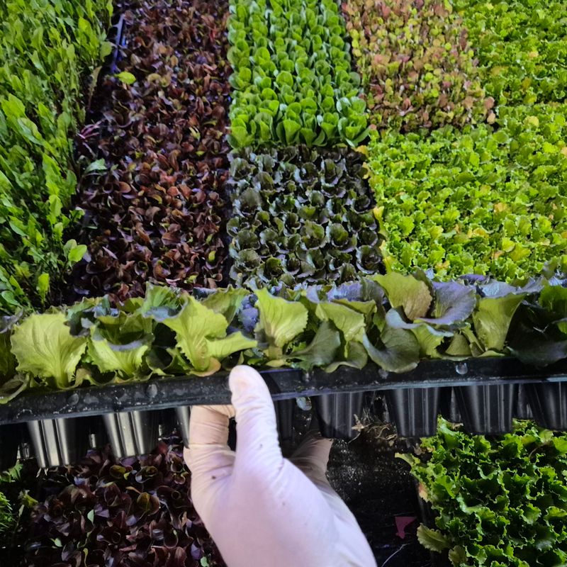 장터 상품 [상추모종 판매 70개] 썸네일