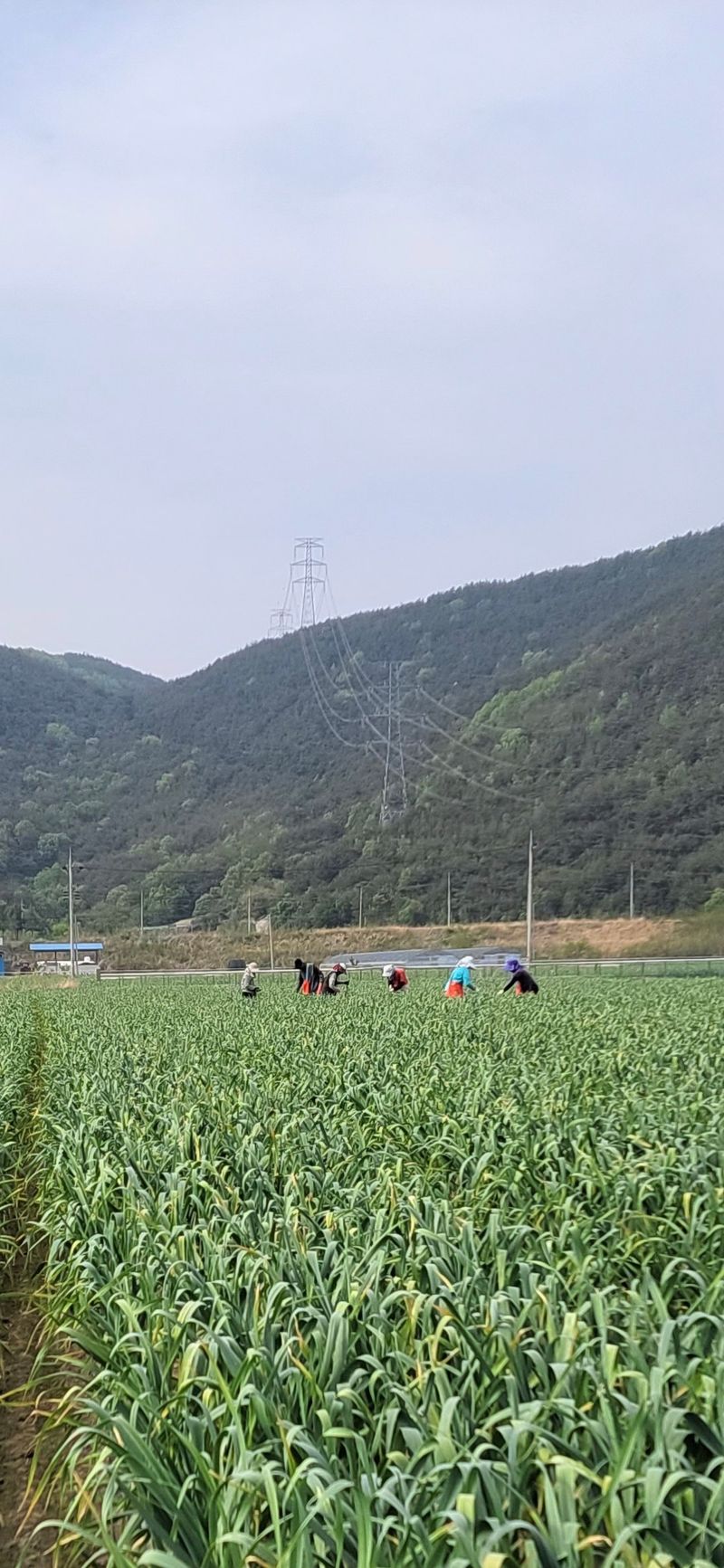 농사꾼 단비님의 장터 판매 상품 [25년 햇마늘쫑 .판매완료] 첨부 사진