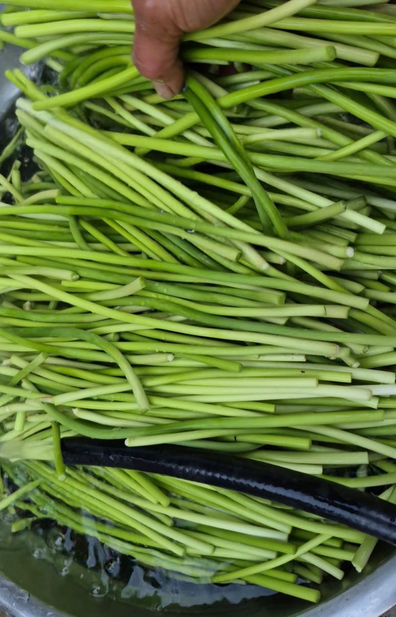 농사꾼 단비님의 장터 판매 상품 [25년 햇마늘쫑 .판매완료] 첨부 사진