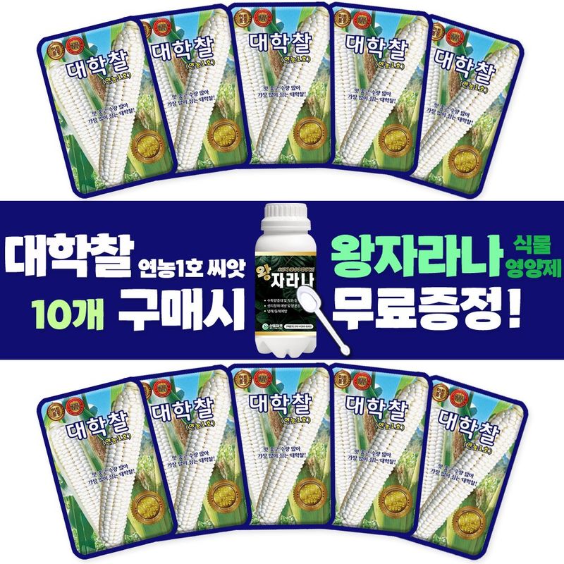 장터 상품 [대학찰 옥수수 씨앗 70립 연농1호 옥수수씨 종자 10개 + 왕자라나 500ml 식물 영양제 증정] 썸네일