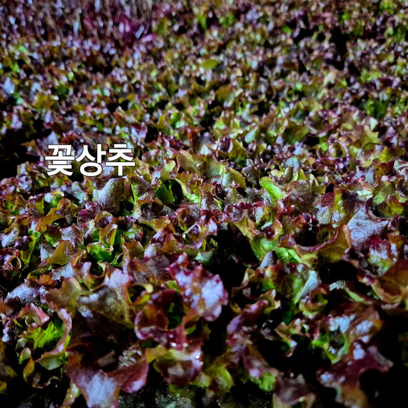 돼지파쪽파님의 장터 판매 상품 [상추모종 판매 70개] 첨부 사진