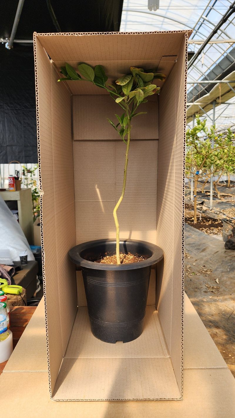 정미리님의 장터 판매 상품 [불수감 3년생 묘목 (발송가능)] 첨부 사진