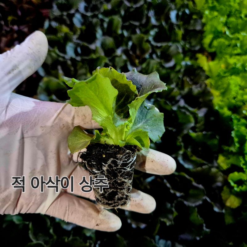 돼지파쪽파님의 장터 판매 상품 [상추모종 판매 70개] 첨부 사진