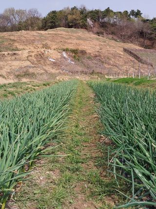 시골살이님의 자유주제 · 자유게시판 작성글 사진