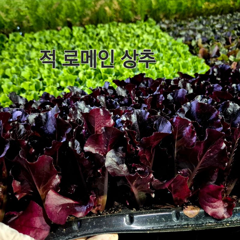 돼지파쪽파님의 장터 판매 상품 [상추모종 판매 70개] 첨부 사진