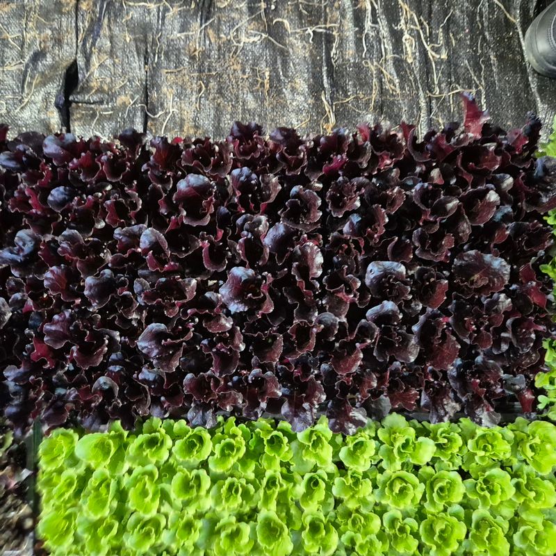 돼지파쪽파님의 장터 판매 상품 [상추모종 판매 70개] 첨부 사진