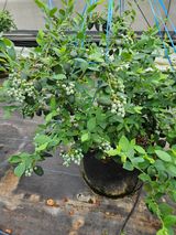 제주 지안이네농장님의 🌱내 작물 자랑하기!·참여글 작성글 사진