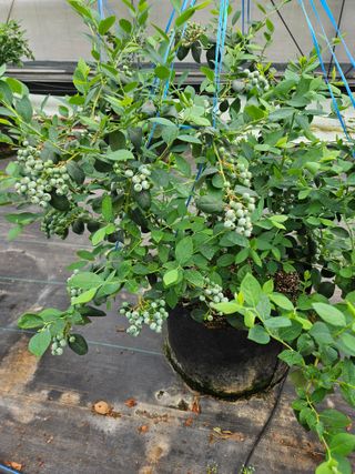 제주 지안이네농장님의 🌱내 작물 자랑하기! · 참여글 작성글 사진