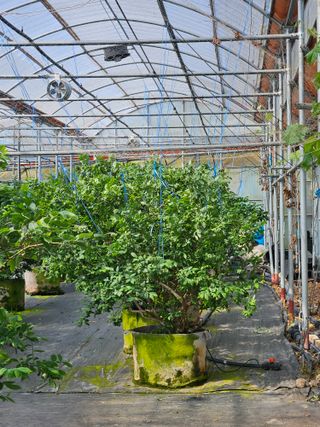 제주 지안이네농장님의 자유주제 · 자유게시판 작성글 사진