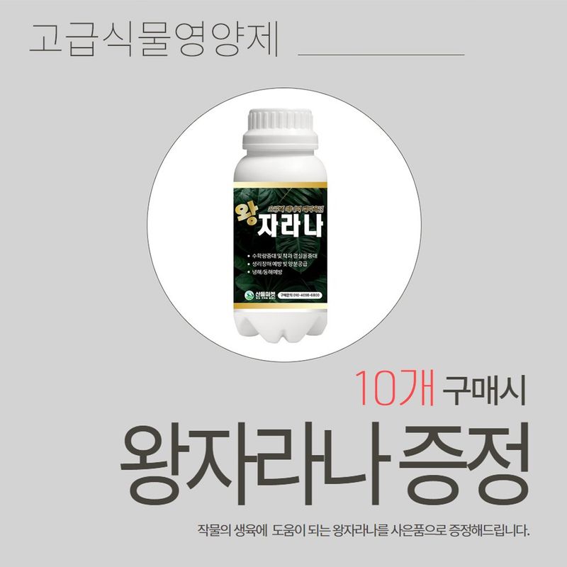 산들마켓,씨앗마켓님의 장터 판매 상품 [초당옥수수 씨앗 100립 VSC03 생식용 옥수수씨 종자 10개 + 왕자라나 500ml 식물영양제 1개 증정] 첨부 사진