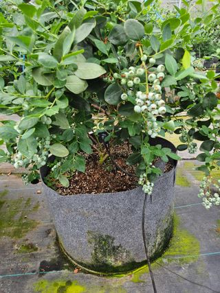 제주 지안이네농장님의 🌱내 작물 자랑하기! · 참여글 작성글 사진