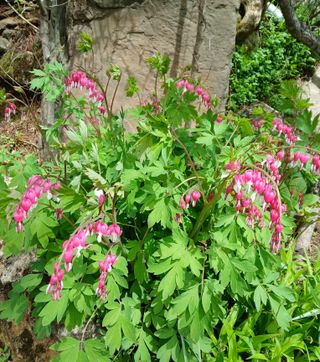 인생은 소풍처럼님의 자유주제 · 자유게시판 작성글 사진