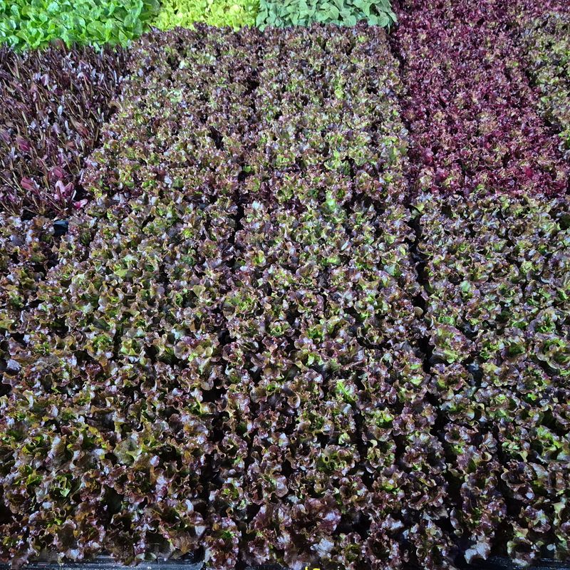 돼지파쪽파님의 장터 판매 상품 [상추모종 판매 70개] 첨부 사진