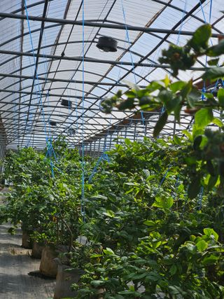 제주 지안이네농장님의 자유주제 · 자유게시판 작성글 사진