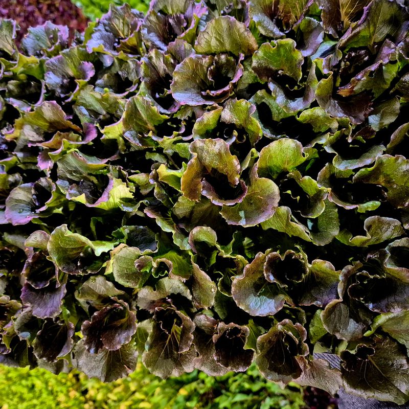 돼지파쪽파님의 장터 판매 상품 [상추모종 판매 70개] 첨부 사진