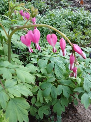 인생은 소풍처럼님의 자유주제 · 자유게시판 작성글 사진