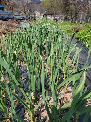정연섭님의 자유주제 · 자유게시판 작성글 사진