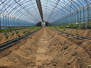 전봉우(채미농원)님의 자유주제 · 자유게시판 작성글 사진