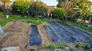 삼례텃밭지기님의 자유주제 · 자유게시판 작성글 사진