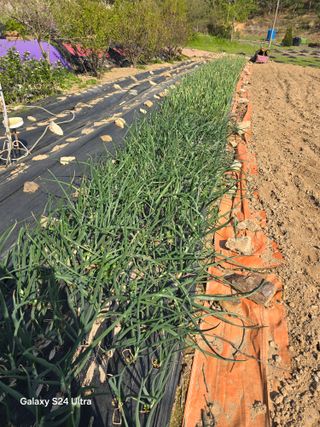 소병찬님의 🌱내 작물 자랑하기!·참여글 작성글 사진