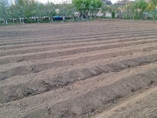 서상기 은퇴농장님의 자유주제 · 자유게시판 작성글 사진