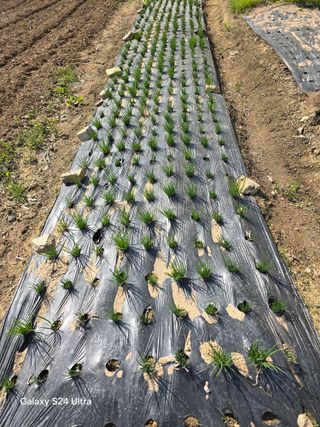 소병찬님의 🌱내 작물 자랑하기! · 참여글 작성글 사진