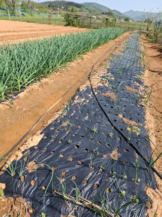 김의순님의 자유주제 · 자유게시판 작성글 사진