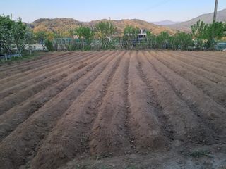 서상기 은퇴농장님의 자유주제 · 자유게시판 작성글 사진