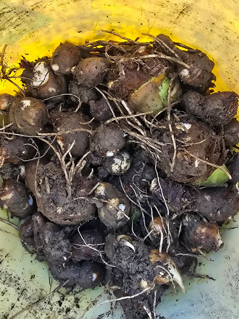 장터 상품 [국산토란종자혼합형  1kg ] 썸네일