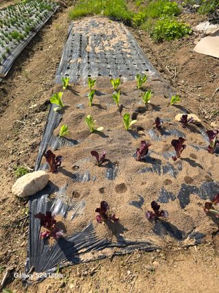 소병찬님의 🌱내 작물 자랑하기! · 참여글 작성글 사진