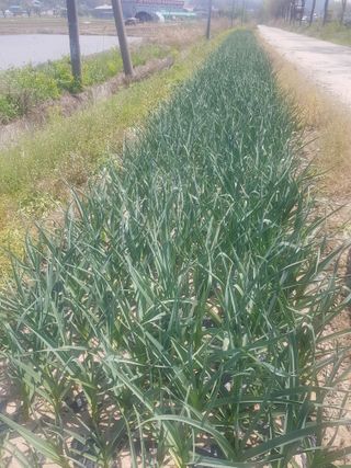 소농님의 자유주제 · 자유게시판 작성글 사진