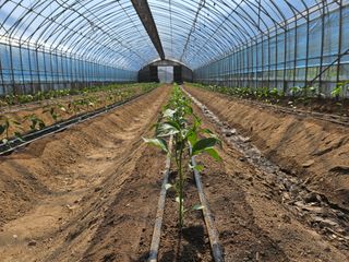 전봉우(채미농원)님의 자유주제 · 자유게시판 작성글 사진