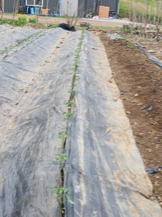 유경규 님의 🌱내 작물 자랑하기! · 참여글 작성글 사진