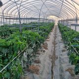 팜모닝 🌱내 작물 자랑하기!·참여글 게시글 이미지