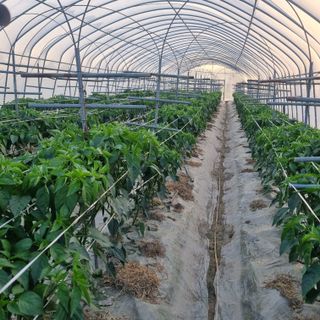 유병규님의 🌱내 작물 자랑하기!·참여글 작성글 사진