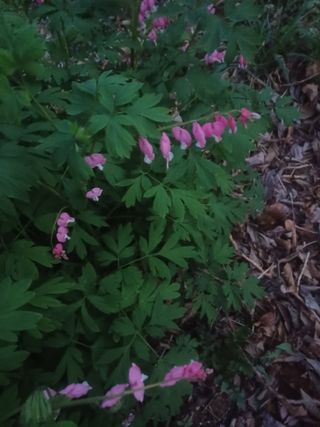 무료지식나눔 팜닥터님의 자유주제 · 자유게시판 작성글 사진