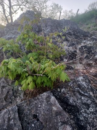 무료지식나눔 팜닥터님의 자유주제 · 자유게시판 작성글 사진